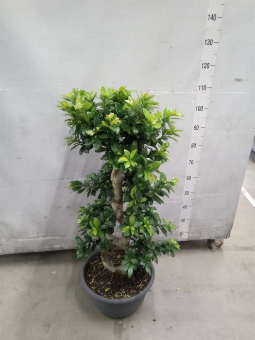 <h4>Ficus microcarpa 'Ginseng'</h4>