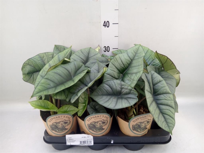 <h4>Alocasia   ...</h4>