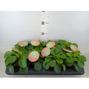 Pilea peperomioides