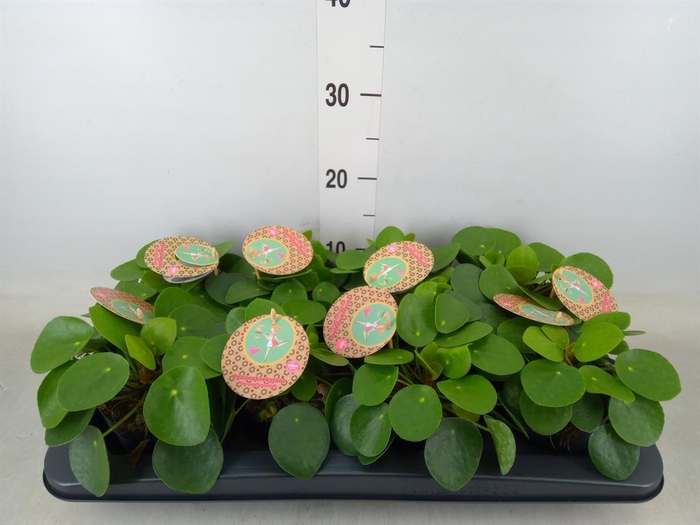 <h4>Pilea peperomioides</h4>