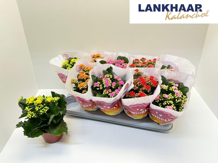 KAL GE PERF GEM 5 KL