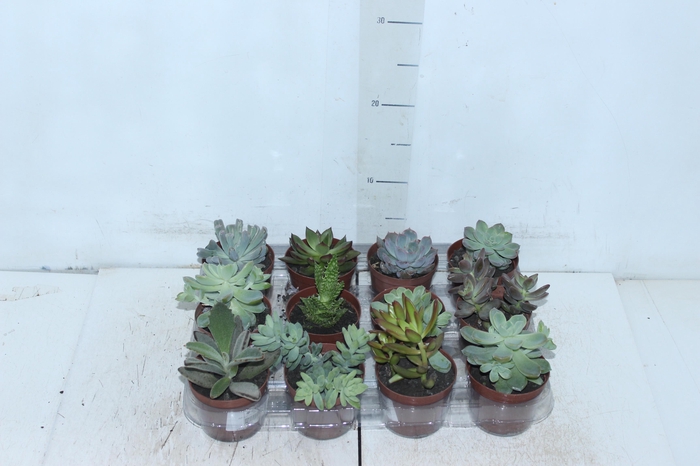 <h4>SUCULENTAS P09</h4>