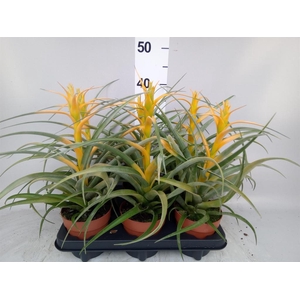 Tillandsia
