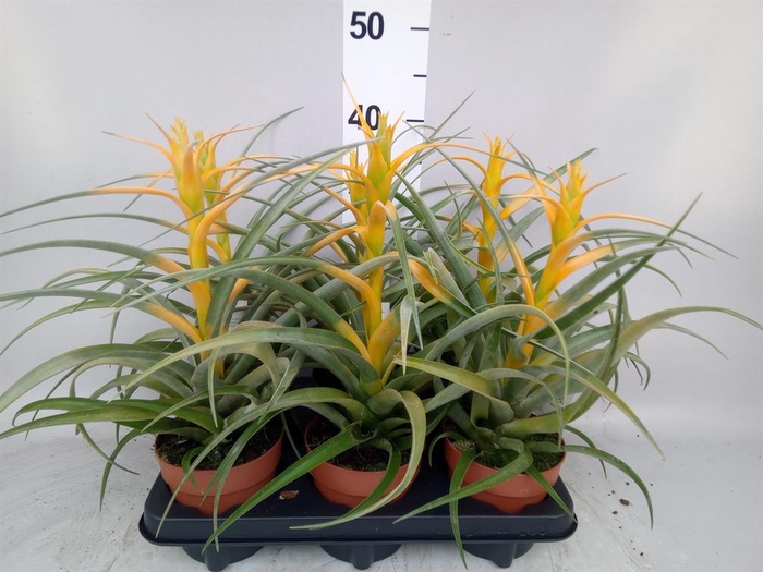 <h4>Tillandsia</h4>