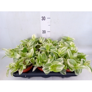 Tradescantia   ...