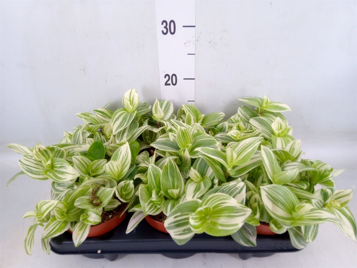 <h4>Tradescantia   ...</h4>