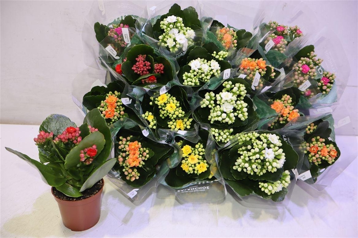 <h4>arr8 Kal Ge Ro Gem 6 Kl</h4>