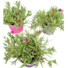Delosperma cooperi Jewel of Desert gemengd