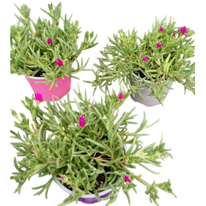 Delosperma cooperi Jewel of Desert gemengd