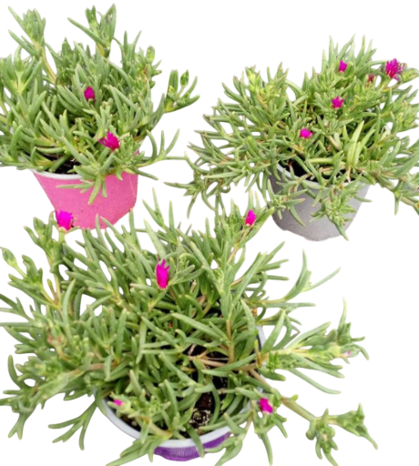 <h4>Delosperma cooperi Jewel of Desert gemengd</h4>