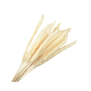 Reed Grass White Bleached