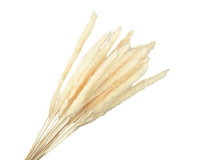 <h4>Reed Grass White Bleached</h4>