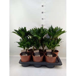 Dracaena frag. 'Compacta'