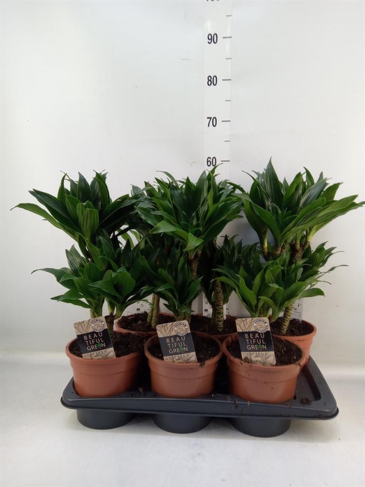 <h4>Dracaena frag. 'Compacta'</h4>