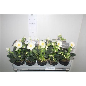 Hell Ni Winter Fleur 15+