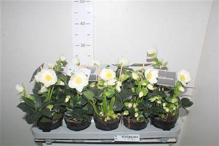 <h4>Hell Ni Winter Fleur 15+</h4>