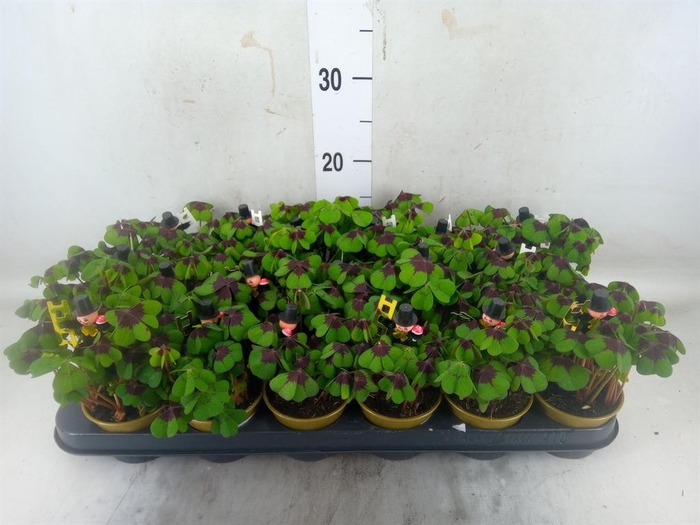 <h4>Oxalis deppei</h4>