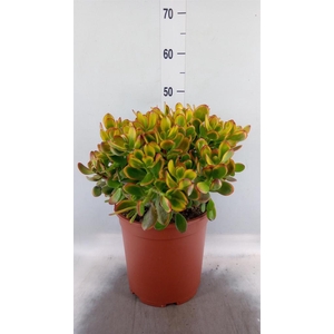 Crassula ovata 'Sunset'