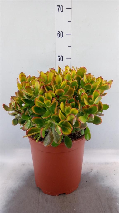 <h4>Crassula ovata 'Sunset'</h4>