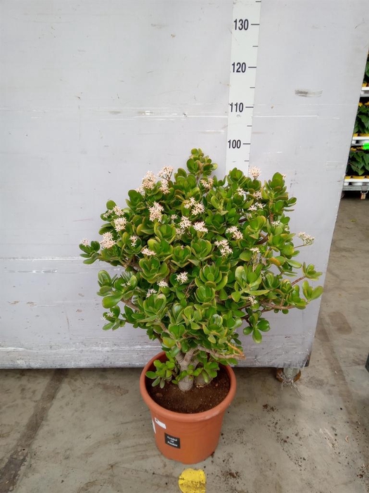<h4>Crassula ovata</h4>