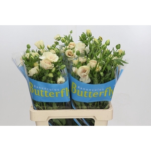 RANUNCULUS  'BUTTERFLY KERAMOS'