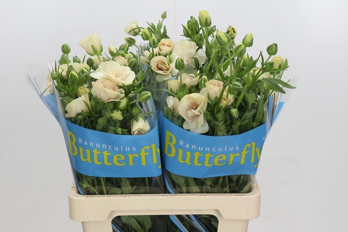 <h4>RANUNCULUS  'BUTTERFLY KERAMOS'</h4>
