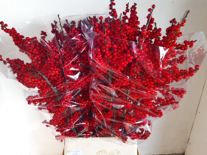 <h4>ILEX VERT.   ...BES</h4>