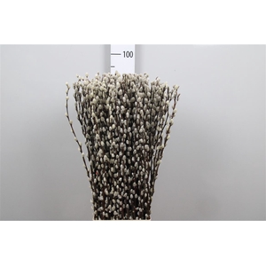 Salix Ca Snow Flake