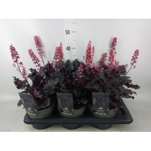 Heuchera   ...