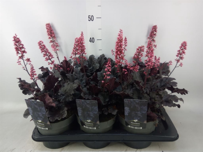 <h4>Heuchera   ...</h4>