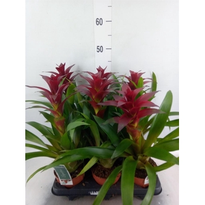 Guzmania  'Nextara'