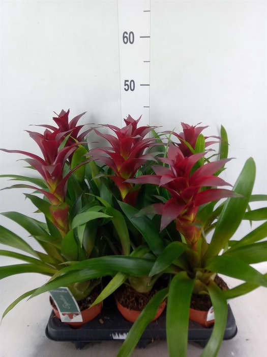 <h4>Guzmania  'Nextara'</h4>