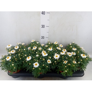 Argyranthemum  'La Rita White'