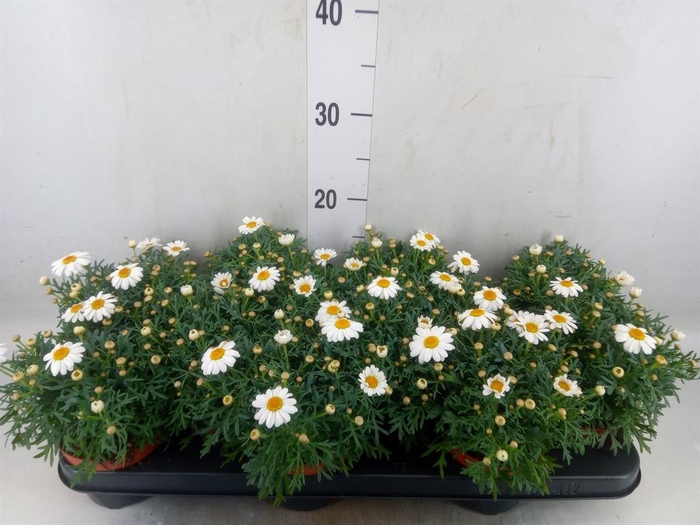 <h4>Argyranthemum  'La Rita White'</h4>