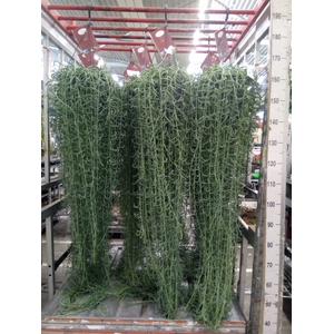 Senecio   ...