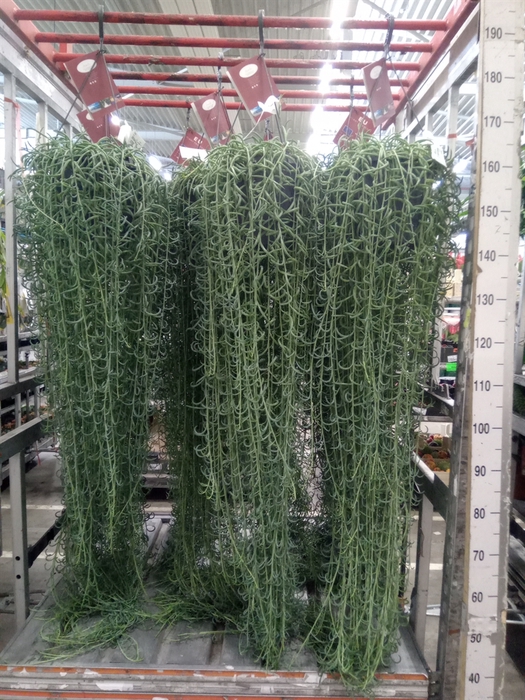 <h4>Senecio   ...</h4>