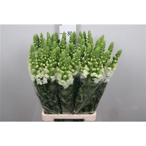 Antir Poto Earl Whit