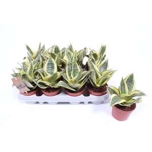 Sansevieria Golden Hahnii