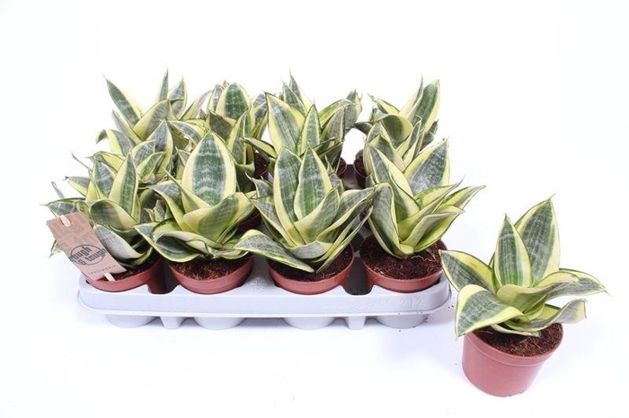 <h4>Sansevieria Golden Hahnii</h4>