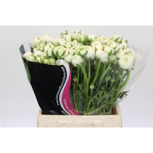 Ranunculus Elegance White