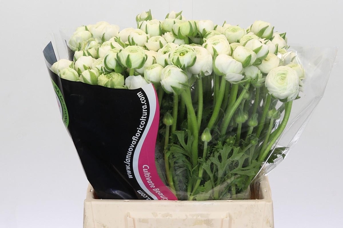 <h4>Ranunculus Elegance White</h4>