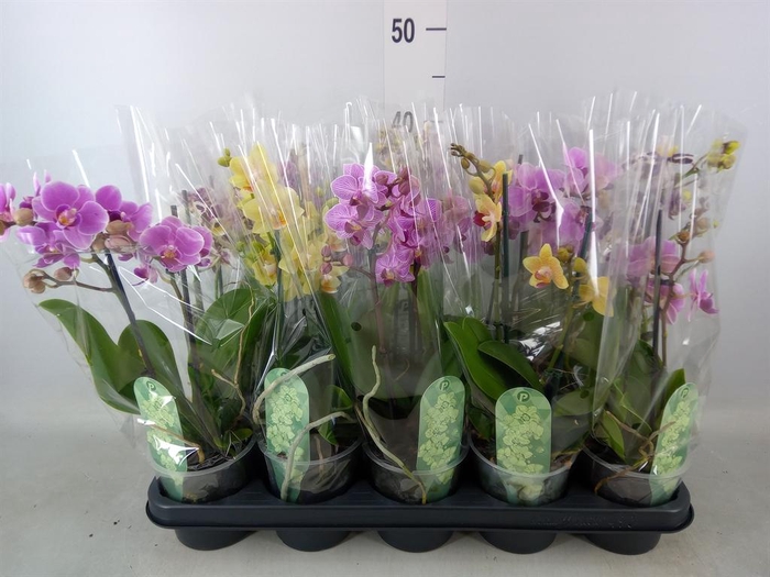 <h4>Phalaenopsis multi. ...mix 4</h4>