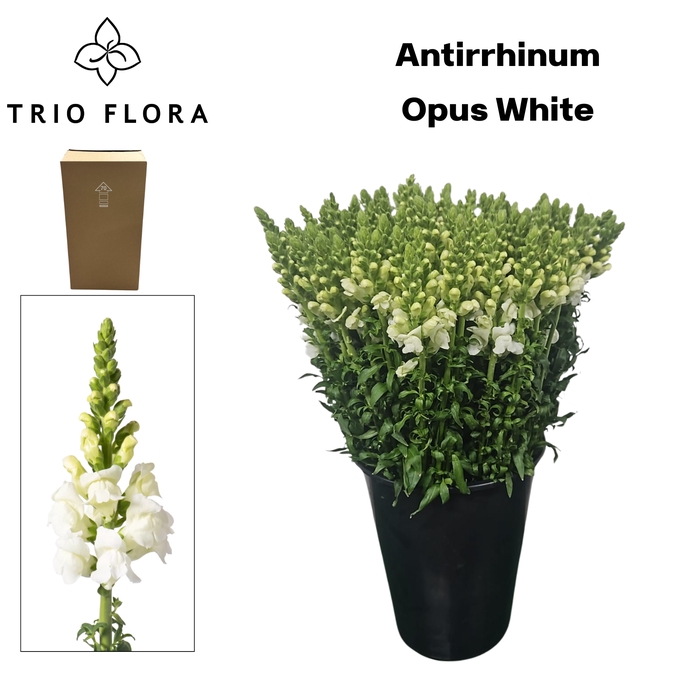 <h4>ANTIR OP WHITE Aqua Box 120</h4>