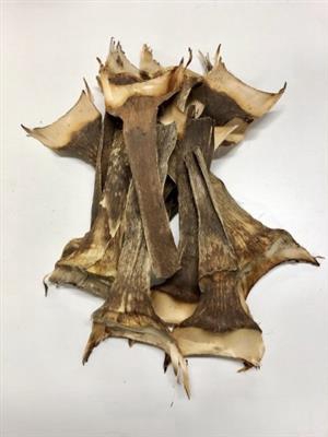 <h4>K.AGAVE FISH TAIL NA</h4>