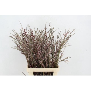 SALIX RED PASSION 100CM