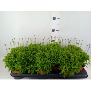 Felicia amell. 'Felicitara Blue'