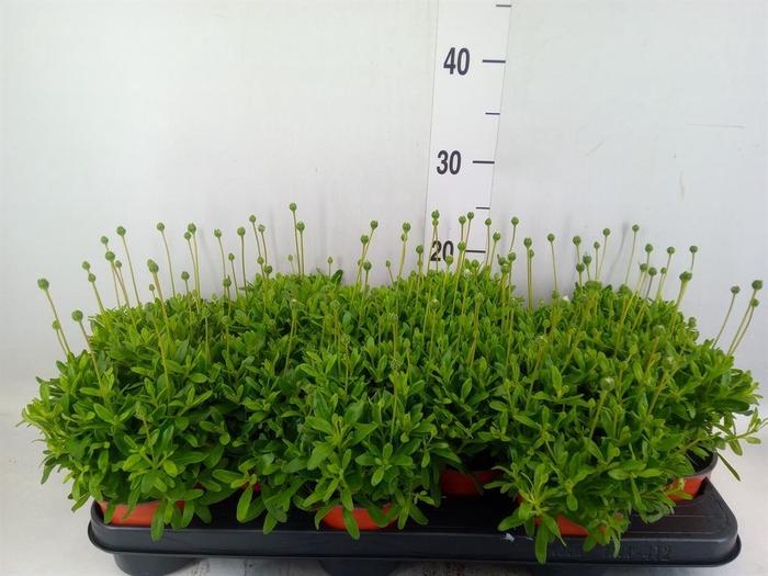 <h4>Felicia amell. 'Felicitara Blue'</h4>