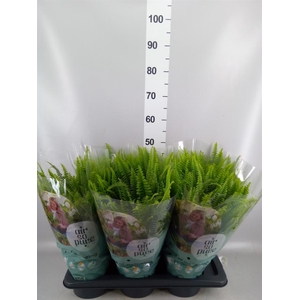 Nephrolepis exal. 'Green Lady'