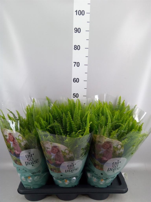 <h4>Nephrolepis exal. 'Green Lady'</h4>