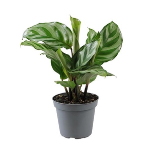 CALATHEA ROSEOPICTA  P6 FREDDIE